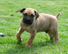 Additional photos: Boerboel (South African Mastiff) puppies