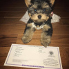Photo №1. yorkshire terrier - for sale in the city of Калифорния Сити | negotiated | Announcement № 11749