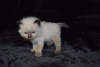 Photo №3. 2 Vaccinated Ragdoll Kittens available for Sale. Australia