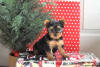 Photo №4. I will sell yorkshire terrier in the city of Essen.  - price - 412$