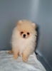 Photo №1. pomeranian - for sale in the city of Kaluga | 1479$ | Announcement № 95736