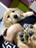 Photo №1. golden retriever - for sale in the city of Kovilj | negotiated | Announcement № 81236