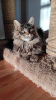 Photo №3. Purebred Maine Coon kittens from the cattery. United States