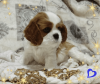 Photo №4. I will sell cavalier king charles spaniel in the city of Minsk. breeder - price - negotiated