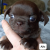 Photo №1. chihuahua - for sale in the city of Polotsk | 800$ | Announcement № 9282