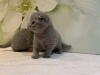 Photo №3. 2 Healthy Scottish Fold kittens for sale around you. Germany