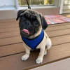 Photo №1. pug - for sale in the city of Quakers Hill | 423$ | Announcement № 103771