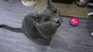 Photo №1. Mating service - breed: russian blue. Price - 100$