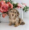 Photo №1. dachshund - for sale in the city of Helsinki | 423$ | Announcement № 113002