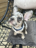 Photo №4. I will sell french bulldog in the city of New Orleans. breeder - price - 500$