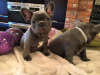 Photo №1. french bulldog - for sale in the city of Bucharest | 317$ | Announcement № 70059