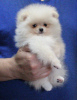 Photo №2 to announcement № 13110 for the sale of pomeranian - buy in Belarus from nursery