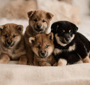 Photo №1. shiba inu - for sale in the city of Stavropol | Negotiated | Announcement № 5341