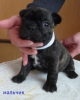 Photo №2 to announcement № 122981 for the sale of french bulldog - buy in Germany private announcement