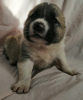 Additional photos: Central asian shepherd puppies