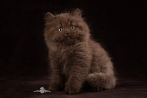 Photo №2 to announcement № 2041 for the sale of british longhair - buy in Russian Federation from nursery
