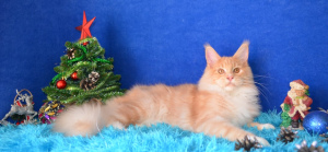 Photo №4. I will sell maine coon in the city of Volgograd. from nursery, breeder - price - Negotiated