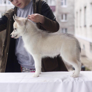 Photo №2 to announcement № 1579 for the sale of siberian husky - buy in Russian Federation breeder