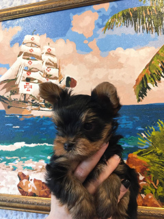 Photo №2 to announcement № 1608 for the sale of yorkshire terrier - buy in Russian Federation private announcement