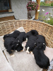 Photo №1. non-pedigree dogs - for sale in the city of Bamberg | Is free | Announcement № 118060