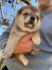 Photo №4. I will sell shiba inu in the city of Vladičin Han.  - price - negotiated