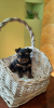 Photo №1. yorkshire terrier - for sale in the city of Kiev | 500$ | Announcement № 7539
