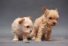 Photo №3. Beautiful maltipoo puppies. Germany