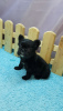 Photo №1. french bulldog - for sale in the city of Munich | negotiated | Announcement № 97739