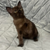 Photo №1. burmese cat - for sale in the city of Эспоо | negotiated | Announcement № 85446