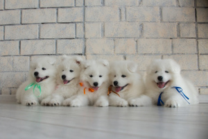 Photo №2 to announcement № 398 for the sale of samoyed dog - buy in Belarus from nursery, breeder