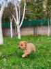 Photo №4. I will sell non-pedigree dogs in the city of Minsk. private announcement - price - Is free