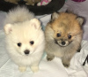 Photo №2 to announcement № 97616 for the sale of pomeranian - buy in United States private announcement, breeder