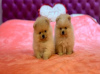 Photo №1. pomeranian - for sale in the city of Loznica | 528$ | Announcement № 113951