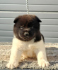 Additional photos: American Akita, puppies available