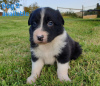 Photo №3. Adorable Border Collie puppies for free adoption. Germany