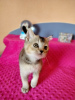 Photo №2 to announcement № 52691 for the sale of scottish fold - buy in Germany private announcement