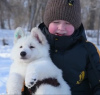 Photo №2 to announcement № 40310 for the sale of berger blanc suisse - buy in Kazakhstan breeder