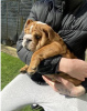 Photo №1. english bulldog - for sale in the city of Munich | 370$ | Announcement № 107527