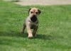 Additional photos: Boerboel (South African Mastiff) puppies