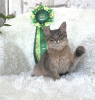 Photo №4. I will sell somali cat in the city of Riga. private announcement, breeder - price - 1268$