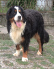 Photo №2 to announcement № 114243 for the sale of bernese mountain dog - buy in Serbia 