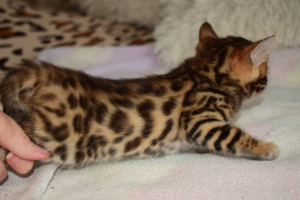 Photo №2 to announcement № 3761 for the sale of bengal cat - buy in Russian Federation private announcement, breeder