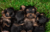 Photo №2 to announcement № 79814 for the sale of yorkshire terrier - buy in Netherlands private announcement