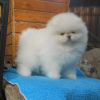 Photo №4. I will sell pomeranian in the city of Bamberg. private announcement - price - 380$