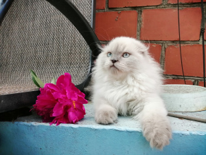 Photo №2 to announcement № 2814 for the sale of scottish fold - buy in Russian Federation private announcement