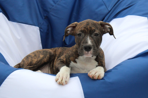 Photo №4. I will sell american staffordshire terrier in the city of Astrakhan. breeder - price - 268$