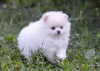 Photo №4. I will sell pomeranian in the city of Nuremberg. private announcement - price - 350$