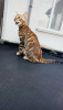 Photo №1. bengal cat - for sale in the city of Warsaw | negotiated | Announcement № 54238