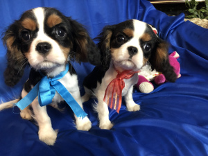 Photo №3. Adorable puppies Chevalier King Charles Spaniel. Belarus