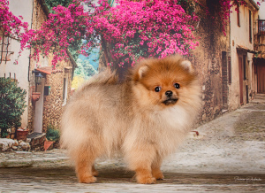 Photo №3. Pomeranochka for show and breeding, color orange-sable. Belarus